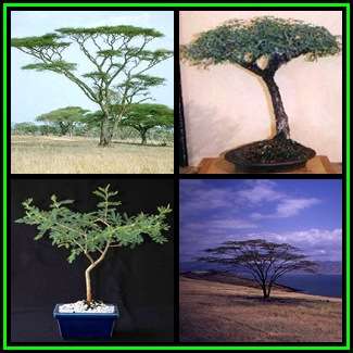 Acacia tortilis Seeds + 30 FREE Ficus Bonsai Seeds + FREE Bonsai eBook - NEW