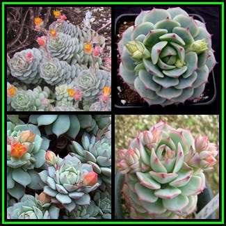 Echeveria derenbergii - 20 Seed Pack - Exotic Succulent - Insured Combined Global Shipping - NEW