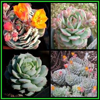 Echeveria derenbergii Seeds - Exotic Succulent - Verified Seller - Insured Combined Shipping - NEW