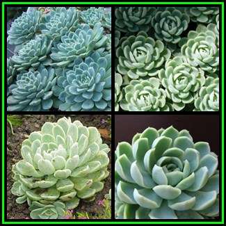 Echeveria elegans - 20 Seed Pack - Exotic Succulent - Insured Combined Global Shipping - NEW