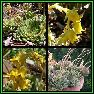 Echeveria pulidonis - 100 Bulk Seed Pack - Exotic Succulent - Insured Combined Global Shipping - NEW