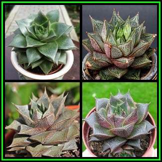 Echeveria purpusorum - 10 Seed Pack - Exotic Succulent - Insured Combined Global Shipping - NEW