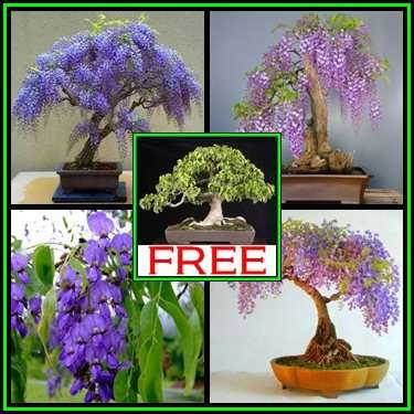 Bolusanthus speciosus - Tree Wisteria Seeds - Indigenous Bonsai +FREE EBook + FREE Seeds, New