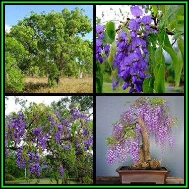 Bolusanthus speciosus Seeds - Tree Wisteria, Vanwykshout - Indigenous, New