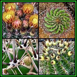 Ferocactus herrerae Seeds - Exotic Succulent Cactus -Combined Shipping NEW