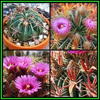 Ferocactus latispinus - 10 Seed Pack- Exotic Succulent Cactus -Verified Seller Insured Shipping- NEW