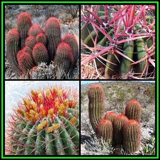 Ferocactus stainessii -100 Bulk Seed Pack- Exotic Succulent Cactus -Combined Shipping NEW