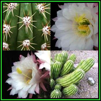 Echinopsis candicans var. gladiatus Seeds - Exotic Succulent Cactus - Combined Shipping - NEW