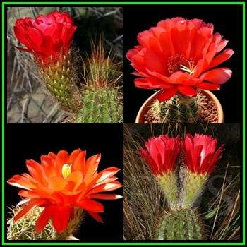 Echinopsis huascha var. grandiflora Seeds - Exotic Succulent Cactus - NEW