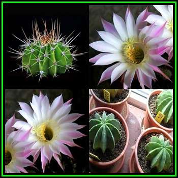 Echinopsis rhodotricha -20 Seed Pack- Exotic Succulent Cactus - Insured Combined Shipping, NEW