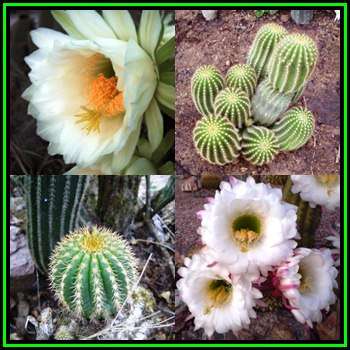 Echinopsis schickendantzii Seeds - Exotic Cactus Edible Fruit, Insured Combined Shipping, NEW