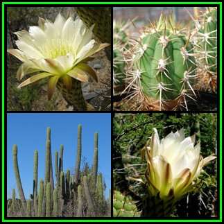 Echinopsis chiloensis Seeds - Exotic Succulent Cactus - Combined Shipping - NEW