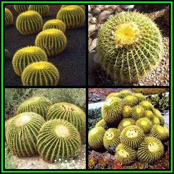 Echinocactus grusonii -10 Seed Pack- Exotic Succulent Cactus - Combined Shipping - NEW