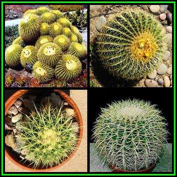 Echinocactus grusonii -50 Bulk Seed Pack- Exotic Succulent Cactus - Combined Shipping - NEW