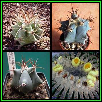 Echinocactus ingens - 100 Bulk Seed Pack - Exotic Cactus, Insured Combined Shipping, NEW