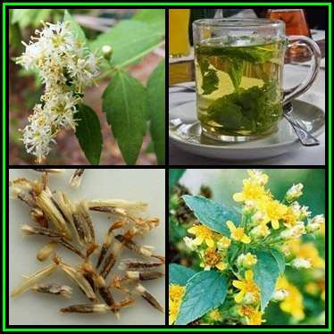 Calea ternifolia - Calea zacatechichi, Aztec Dream Herb -10 Seed Pack, Medicinal Ethnobotanical, NEW