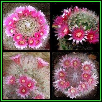 Mammillaria bocasana - 10 Seed Pack - Verified Seller - Exotic Succulent Cactus - NEW