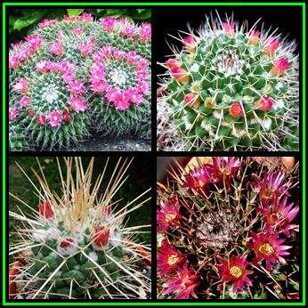 Mammillaria compressa Seeds - Verified Seller - Exotic Succulent Cactus - NEW