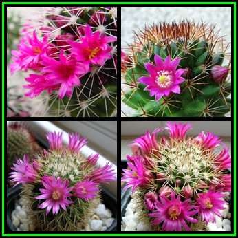 Mammillaria ernestii v albispinus - 20 Seed Pack - Verified Seller - Exotic Succulent Cactus - NEW