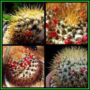 Mammillaria nivosa - 10 Seed Pack - Verified Seller - Exotic Succulent Cactus - NEW