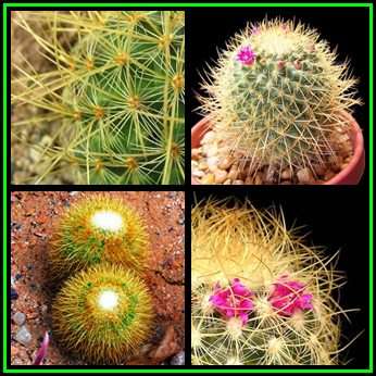 Mammillaria rhodantha Seeds - Verified Seller - Exotic Succulent Cactus - NEW