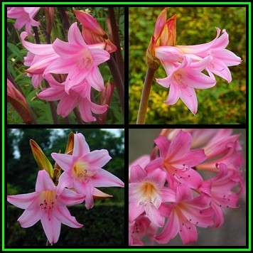 Amaryllis belladonna Bulbs - March Lily, Naked Lady - Plant Now - Indigenous - NEW