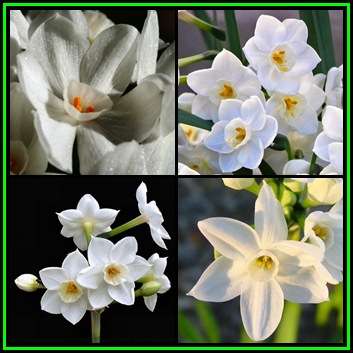 5 BULBS - Daffodil - Narcissus Paperwhite - Plant Autumn - Spring Flowering - NEW