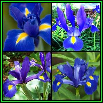 5 BULBS - Dutch Iris - Dark Blue - Plant Now for Spring Flowers - Combined Shipping - NEW