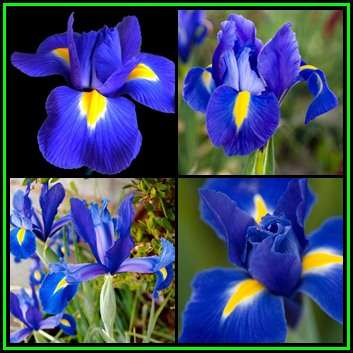 5 BULBS - Dutch Iris - Dark Blue - Plant Now for Spring Flowers - Combined Shipping - NEW