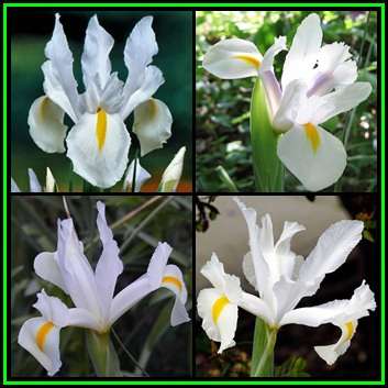 5 BULBS - Dutch Iris - White Flowers - Plant Now for Spring Flowers - 30 Days to Combine & Pay - NEW
