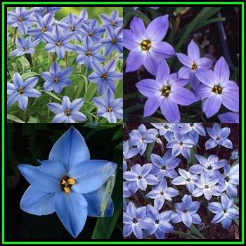 25 BULBS - Ipheion uniflorum - Spring Star Flower - Plant Now - NEW