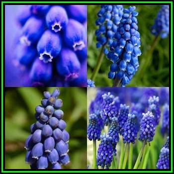 10 BULBS - Muscari - Heavenly Blue - Grape Hyacinth - Plant Now - NEW
