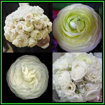 5 BULBS - Ranunculus - White Flowers - Persian Buttercup - Plant Now for Spring Flowers - NEW
