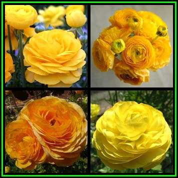 5 BULBS - Ranunculus - Yellow Flowers - Persian Buttercup - Spring Flowers - NEW