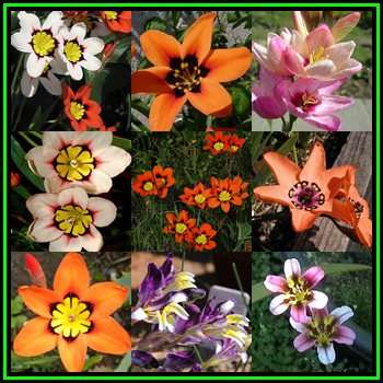 5 BULBS - Sparaxis - Mixed Colours - Plant Now for Spring Flowers - Indigenous Bulbs - NEW