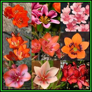 5 BULBS - Tritonia - Mixed Colours - Large Bulbs - Plant Autumn for Summer Flowers - Indigenous NEW