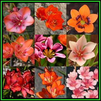 5 BULBS - Tritonia -Mixed Colours-Plant Now for Summer Flowers- Indigenous - Combined Shipping, NEW