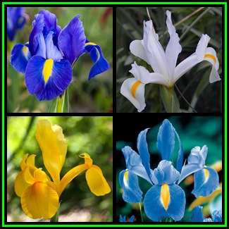 5 BULBS - Dutch Iris - Mixed Colour Flowers - Plant Now for Spring Flowers - Combined Shipping - NEW