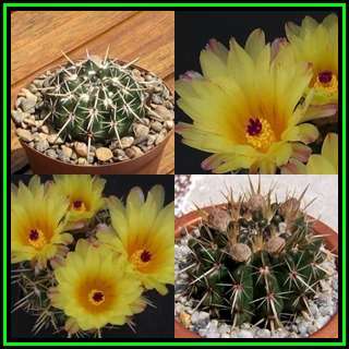 Parodia mammulosa ssp. submammulosa Seeds - Verified Seller - Exotic Succulent Cactus - NEW