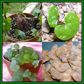 Dioscorea rupicola Seeds - Indigenous Caudiciform Succulent - Combined Global Ship - NEW
