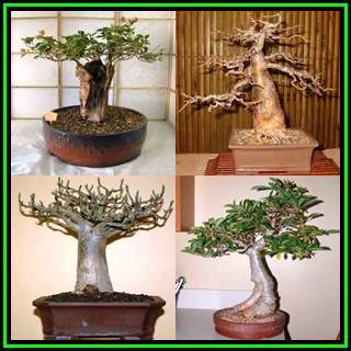 Adansonia digitata - African Baobab - 10 Seeds + FREE Gifts Seeds + Bonsai eBook, NEW