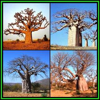Adansonia digitata Seeds - African Baobab, Kremetart Boom, Succulent + FREE Gifts Seeds - NEW