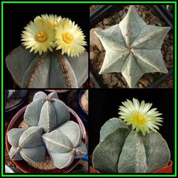Astrophytum myriostigma - 10 Seed Pack - Verified Seller - Exotic Succulent Cactus - NEW
