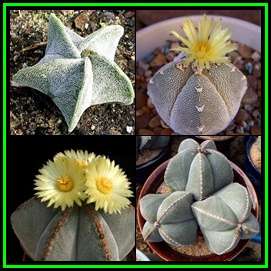 Astrophytum myriostigma - 20 Seed Pack - Verified Seller - Exotic Succulent Cactus - NEW