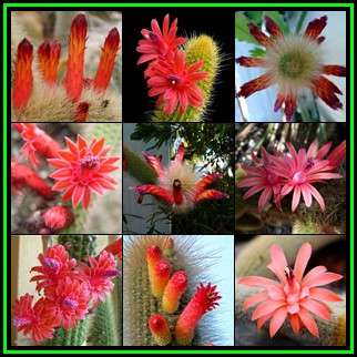 Cleistocactus Mixed Species - 10 Seed Pack - Exotic Cactus Succulent -Combined Global Shipping- NEW
