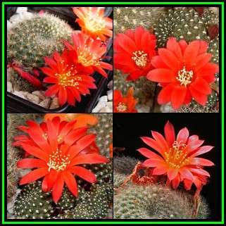 Rebutia minuscula var. grandiflora Seeds - Exotic Cactus Succulent -Combined Shipping- NEW