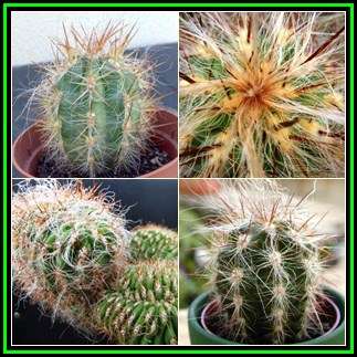 Oreocereus celsianus Seeds - Exotic Cactus Succulent -Combined Global Shipping- NEW
