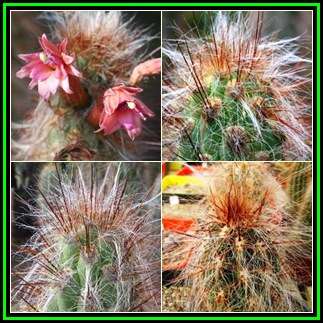 Oreocereus fossulatus rubrispina - 10 Seed Pack - Exotic Cactus Succulent - Combined Shipping - NEW