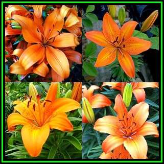 3 BULBS - Lilium asiatic - Orange - Plant Now for Summer Flowers - Combined Shipping - NEW