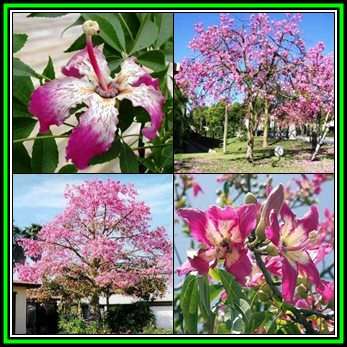 Ceiba speciosa Seeds - Kapok Tree - Attract Butterflies to the Garden - New